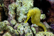 A yellow kuda female sea horse in Philippines