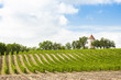 vineyard with windmill near Ribagnac, Dordogne Department, Aquit