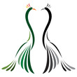 Vector image of peacock on a white background.