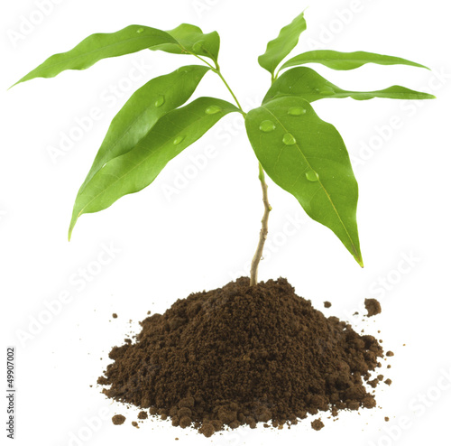 Photo: jeune plant de litchi jeune plant de litchi