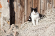 streunende Katze sitzt auf Fischernetz