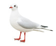 white bird seagull isolated