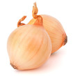 Onion vegetable bulbs