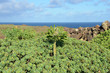 Photo: euphorbia obtusifolia euphorbia obtusifolia