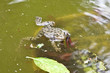 Lacustrine frog