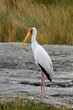 Nimmersatt Altvogel