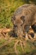 Wild boar in spring forest