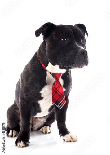 Photo: staffordshire bull terrier with tie staffordshire bull terrier with tie