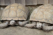 tortue 16