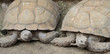 tortue 17