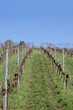 Photo: Weinberg im Frühling Weinberg im Frühling