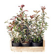 Photo : Eleagnus and photinia Eleagnus and photinia
