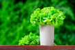 lettuce