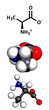 Alanine (Ala, A) amino acid, molecular model.