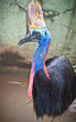 Foto: Australian wild Cassowary ( Casuartius-casuarius) . Indonasia. Australian wild Cassowary ( Casuartius-casuarius) . Indonasia.