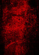 dark red texture background