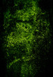dark green texture background