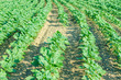 Photo: Tomato field on bright summer day Tomato field on bright summer day