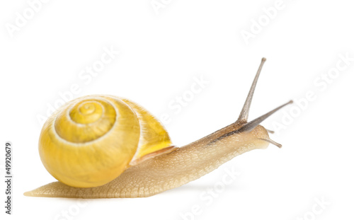 Photo: Grove snail or brown-lipped snail without dark bandings Grove snail or brown-lipped snail without dark bandings