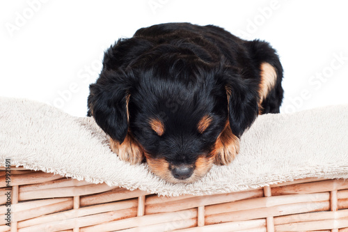 Photo: adorable little puppy asleep on the towel adorable little puppy asleep on the towel