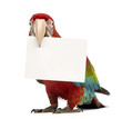 Green-winged Macaw, Ara chloropterus, 1 year old