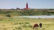 Holland - 001 - Texel - Leuchtturm - Pferde