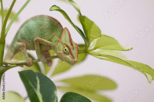Photo: Yemen chameleon Yemen chameleon