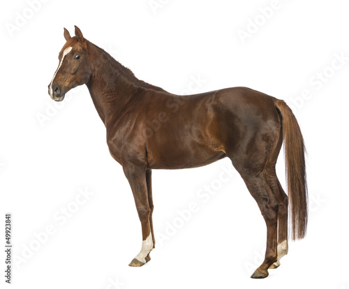 Photo: Side view of a Horse in front of white background Side view of a Horse in front of white background