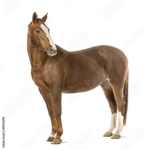 Photo: Horse looking at camera in front of white background Horse looking at camera in front of white background
