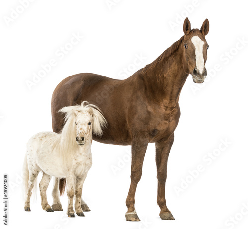 Photo: Horse and Shetland standing next to each other Horse and Shetland standing next to each other