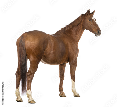 Photo: Rear view of a Horse looking back in front of white background Rear view of a Horse looking back in front of white background