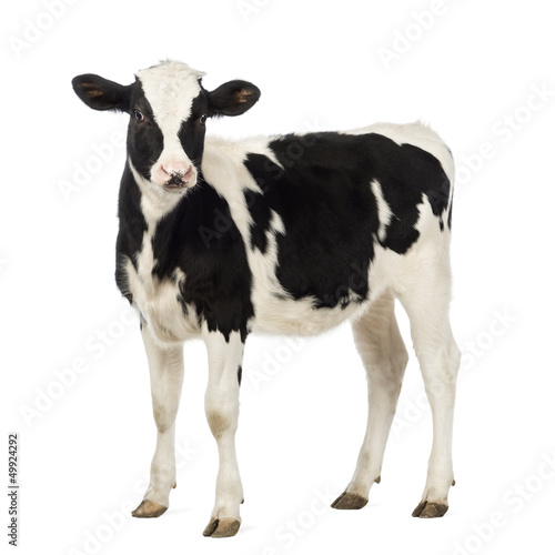 Photo: Calf, 8 months old, looking at the camera Calf, 8 months old, looking at the camera