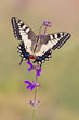 Schwalbenschwanz  Schmetterling - Papilio machaon