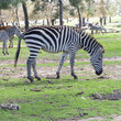 the plains zebra  close up