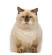 Fat British Shorthair,  sitting and looking at the camera