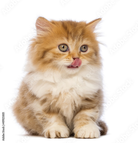 Photo: British Longhair kitten, 2 months old, sitting, looking away British Longhair kitten, 2 months old, sitting, looking away
