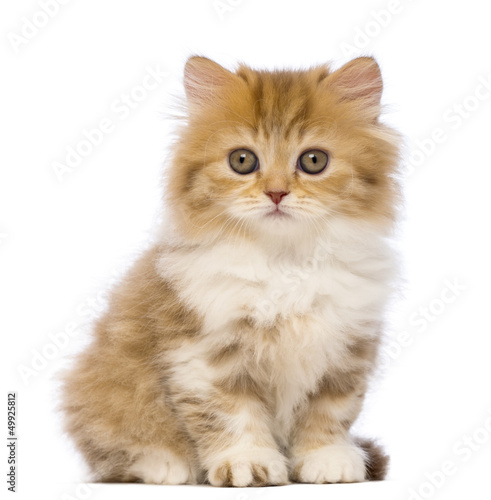 Photo: British Longhair kitten, 2 months old, sitting British Longhair kitten, 2 months old, sitting