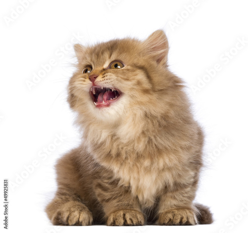 Photo: British Longhair kitten, sitting, looking up and meowing British Longhair kitten, sitting, looking up and meowing