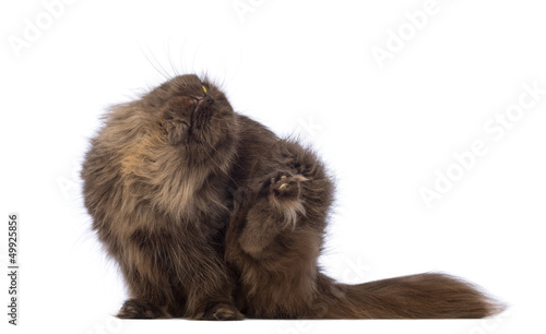 Photo: Highland Fold, 4.5 years old, sitting and scratching itself Highland Fold, 4.5 years old, sitting and scratching itself