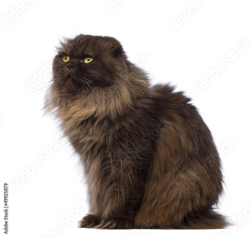 Photo: Highland Fold, 4.5 years old, sitting and looking up Highland Fold, 4.5 years old, sitting and looking up