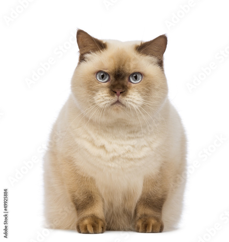 Photo: Fat British Shorthair, sitting and looking at the camera Fat British Shorthair, sitting and looking at the camera