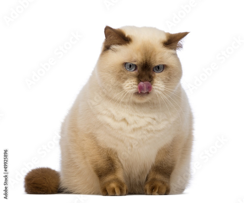 Photo: Fat British Shorthair, sitting, looking down with envy Fat British Shorthair, sitting, looking down with envy