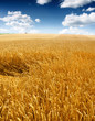 wheat field