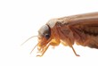 termite white ant