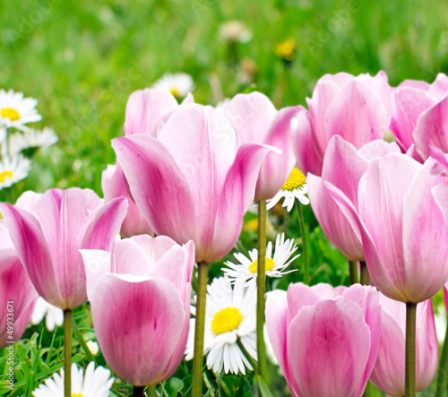 Photo: Frühlingserwachen: Gänseblümchen und zart-lila Tulpen Frühlingserwachen: Gänseblümchen und zart-lila Tulpen