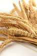 Foto: Stalks of wheat ears Stalks of wheat ears