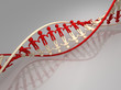 Human DNA