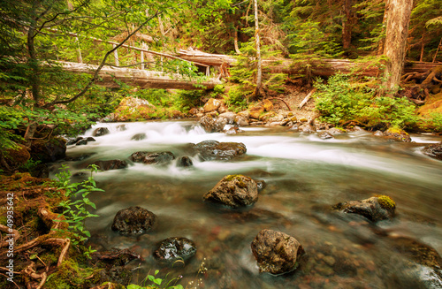 Photo: Creek in forest Creek in forest