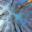 beech forest treetops