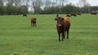 Brown cow stares at the camera. Cambridgeshire, England.
